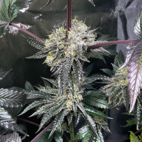 Shanty Truffle growlog timeline photo