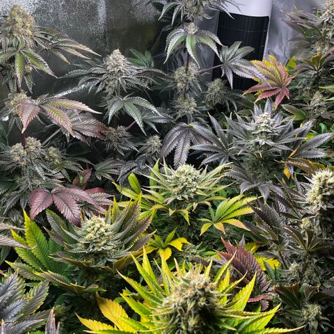 Shanty Truffle growlog timeline photo