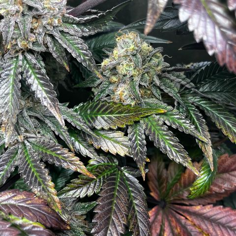 Shanty Truffle growlog timeline photo