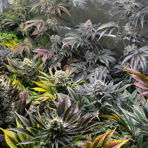 Shanty Truffle growlog timeline photo