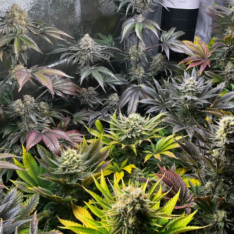Shanty Truffle growlog timeline photo