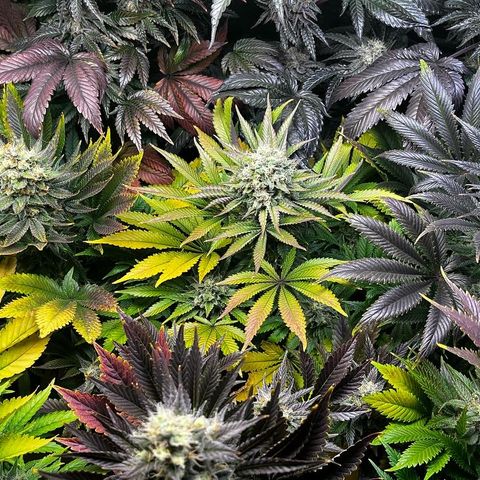 Shanty Truffle growlog timeline photo