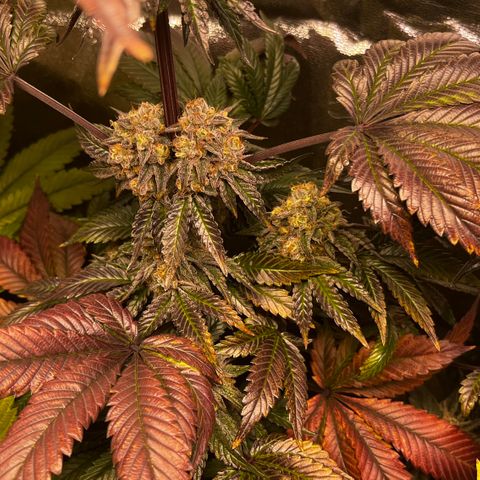 Shanty Truffle growlog timeline photo