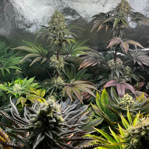 Shanty Truffle growlog timeline photo