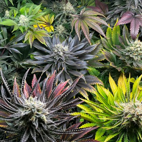 Shanty Truffle growlog timeline photo