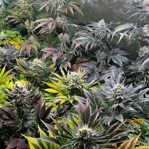 Shanty Truffle growlog timeline photo