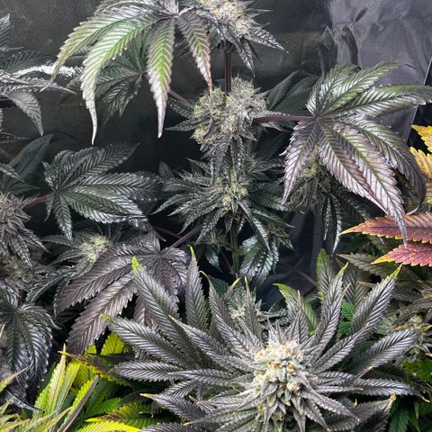 Shanty Truffle growlog timeline photo
