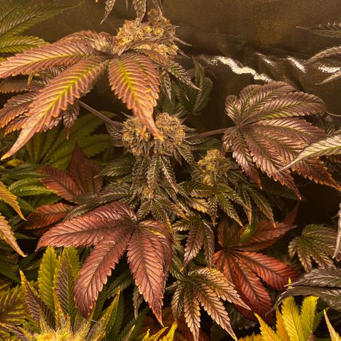 Shanty Truffle growlog timeline photo