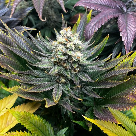 Shanty Truffle growlog timeline photo