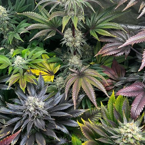 Shanty Truffle growlog timeline photo