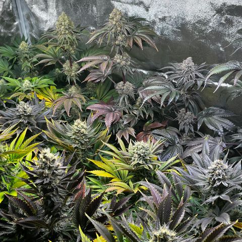 Shanty Truffle growlog timeline photo