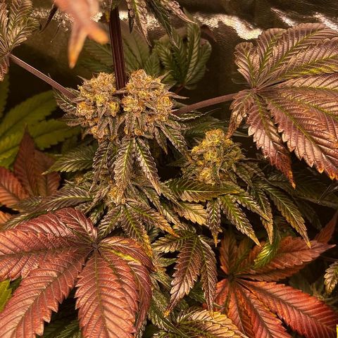 Shanty Truffle growlog timeline photo