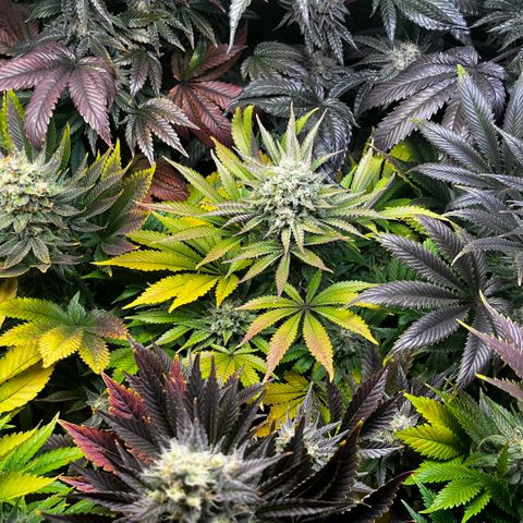 Shanty Truffle growlog timeline photo