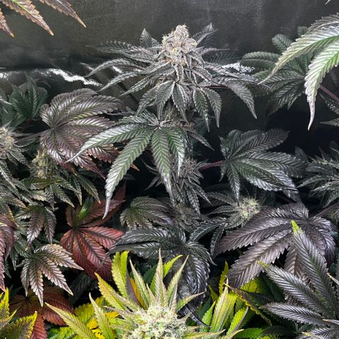 Shanty Truffle growlog timeline photo