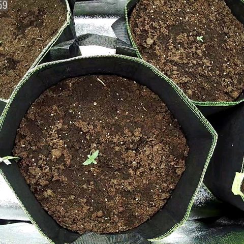 North Thunderfuck Auto growlog timeline photo