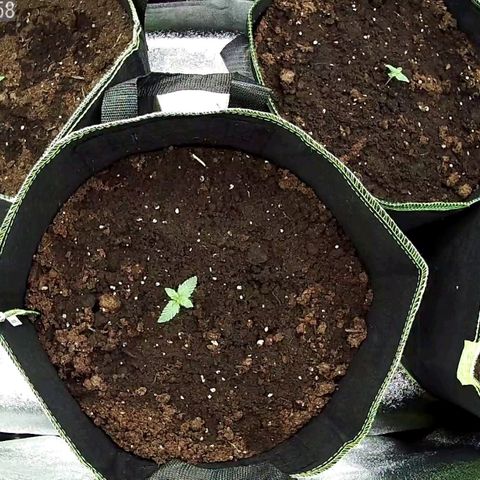 North Thunderfuck Auto growlog timeline photo