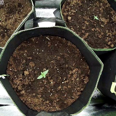 North Thunderfuck Auto growlog timeline photo