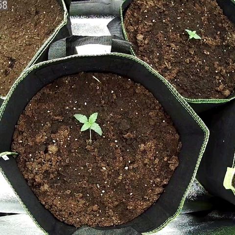 North Thunderfuck Auto growlog timeline photo