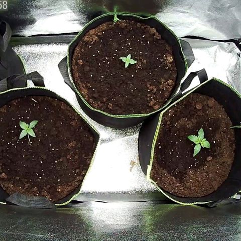 North Thunderfuck Auto growlog timeline photo