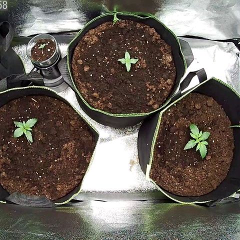 North Thunderfuck Auto growlog timeline photo