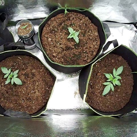 North Thunderfuck Auto growlog timeline photo