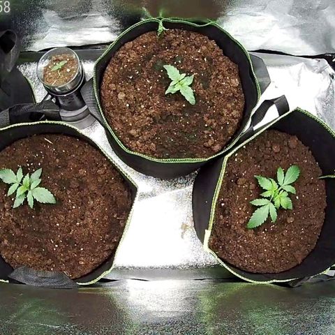 North Thunderfuck Auto growlog timeline photo