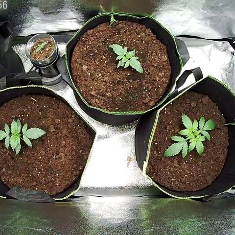 North Thunderfuck Auto growlog timeline photo