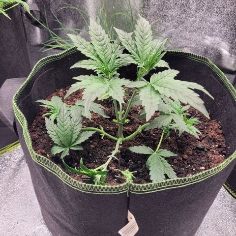 North Thunderfuck Auto growlog timeline photo