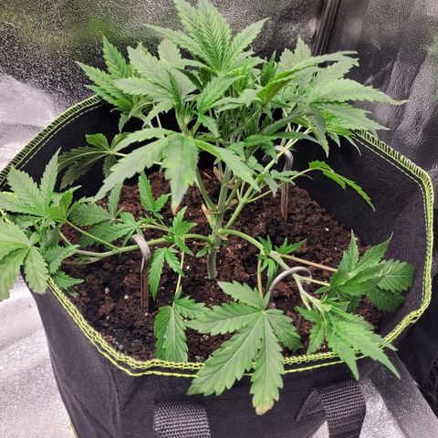 North Thunderfuck Auto growlog timeline photo