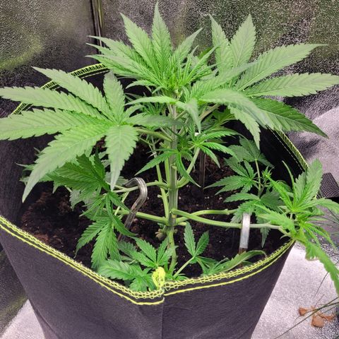 North Thunderfuck Auto growlog timeline photo