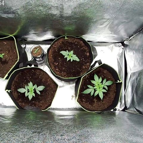 North Thunderfuck Auto growlog timeline photo