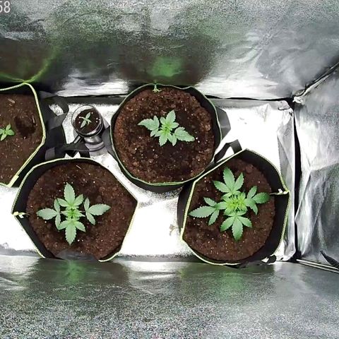 North Thunderfuck Auto growlog timeline photo