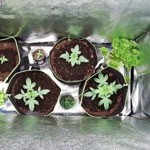 North Thunderfuck Auto growlog timeline photo