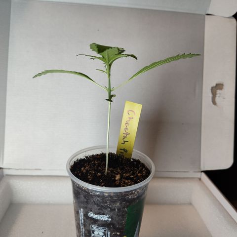 Cheetah Piss growlog timeline photo