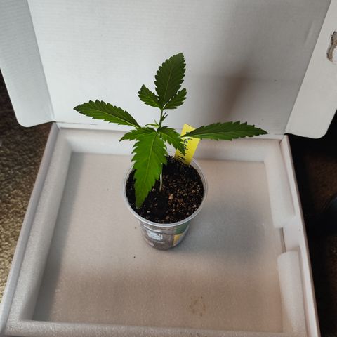 Cheetah Piss growlog timeline photo