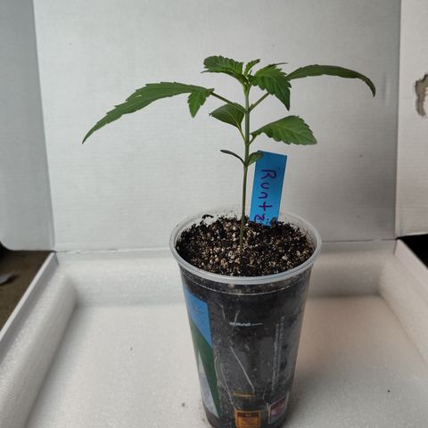 Runtz  growlog timeline photo