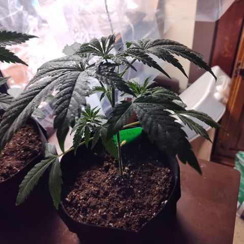 Cheetah Piss growlog timeline photo