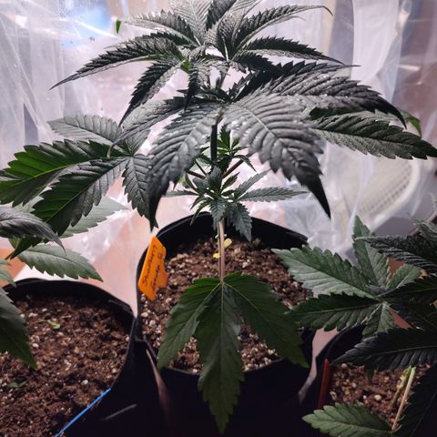 StrawGuava B growlog timeline photo