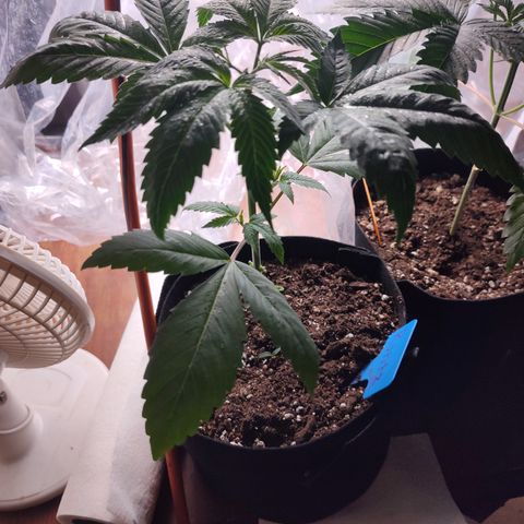 Runtz  growlog timeline photo