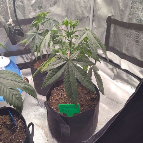 Cheetah Piss growlog timeline photo