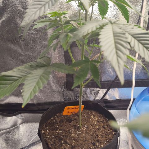 StrawGuava B growlog timeline photo