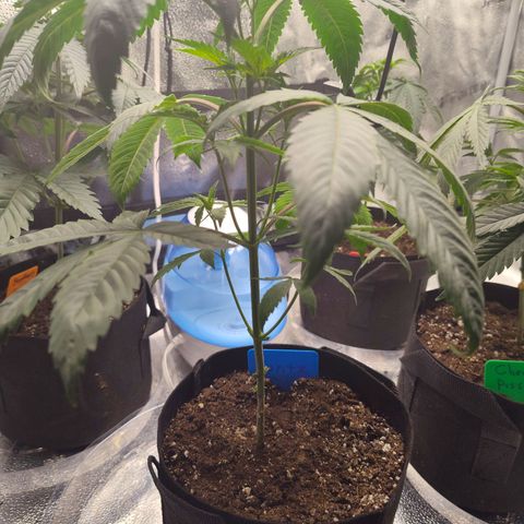 Runtz  growlog timeline photo