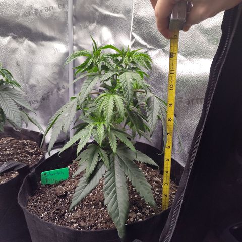 Cheetah Piss growlog timeline photo