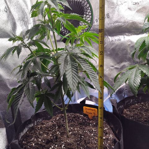 StrawGuava B growlog timeline photo
