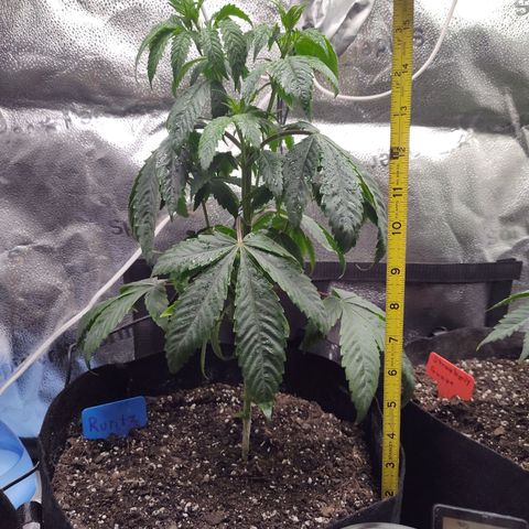 Runtz  growlog timeline photo