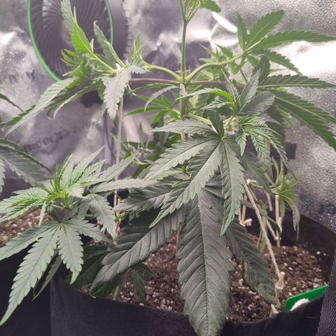 Cheetah Piss growlog photo: Lst applied on all branches 