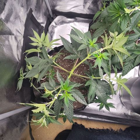 StrawGuava B growlog photo: Lst applied