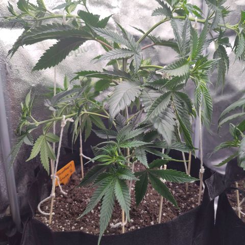 StrawGuava B growlog photo: Lst applied