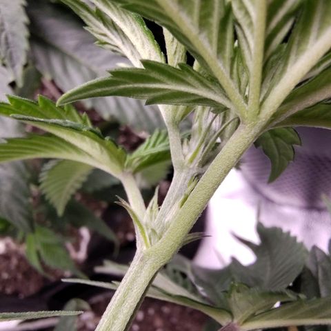 StrawGuava B growlog timeline photo