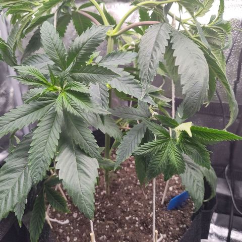 Runtz  growlog photo: Lst applied 